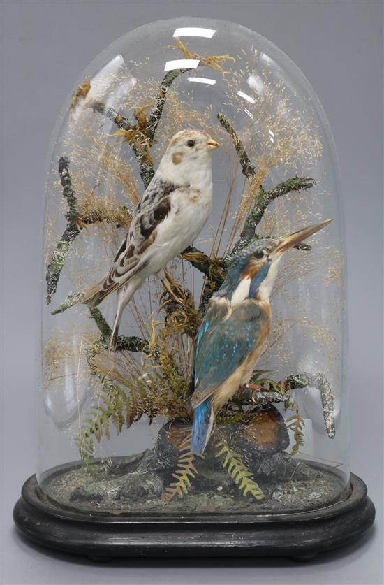 A taxidermic Snow Bunting and a Kingfisher, under glass dome overall height 34cm
